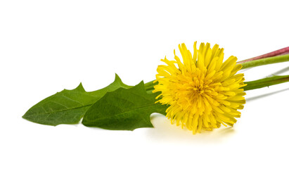 Dandelion leaves  with flower
