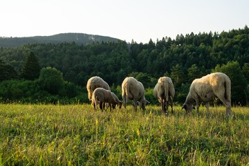 Sheep on the meadow eating grass in the herd during colorful sunrise or sunset. Slovakia