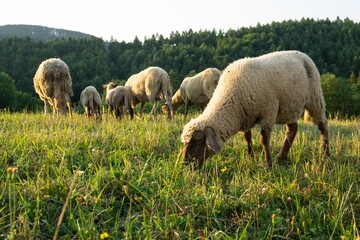Obraz premium Sheep on the meadow eating grass in the herd during colorful sunrise or sunset. Slovakia