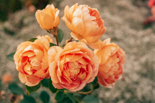 Close up image of five flowers wonderful orange yellow white english rose Austin lady of shalott with green leaves blurred background. Many petals closed buds unopened in garden field