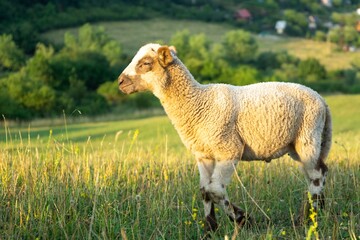 Sheep on the meadow eating grass in the herd during colorful sunrise or sunset. Slovakia