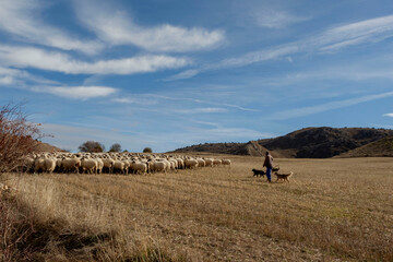 flock of sheep in the Natural Park of the Riaza river gorges. Segovia Spain. Natura 2000 Network