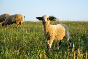 Sheep on the meadow eating grass in the herd during colorful sunrise or sunset. Slovakia