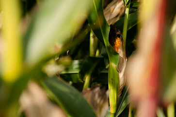 Cob of ripe yellow corn on green corn field with copy space. Harvesting and agriculture concept. Corn head on blurred green leaves background. Natural background.