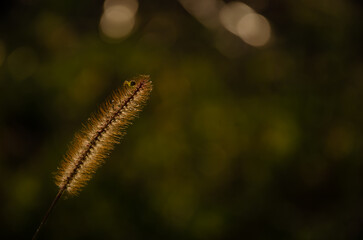Selective focus inflorescences of dry grass on green and yellow background with copy space. Natural background of wild dried flowers. Autumn season concept.