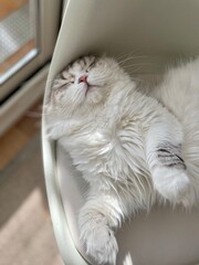 Scottish Fold