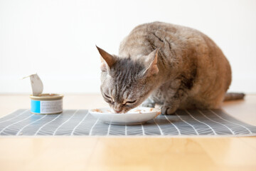 Beautiful tabby cat sitting next to a food plate placed on the wooden floor and eating wet tin salmon taste food. White wall background, home interior. Selective focus - obrazy, fototapety, plakaty