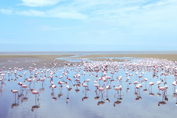 Fototapeta na wymiar Flamboyance of Lesser Flamingos, Walvis Bay, Namibia