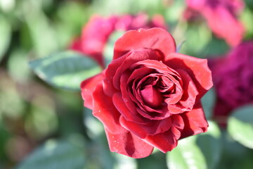 Red rose flower on a bush close-up