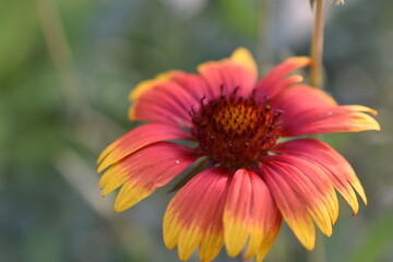 Red and yellow Gaillardia flowers in the garden in summer