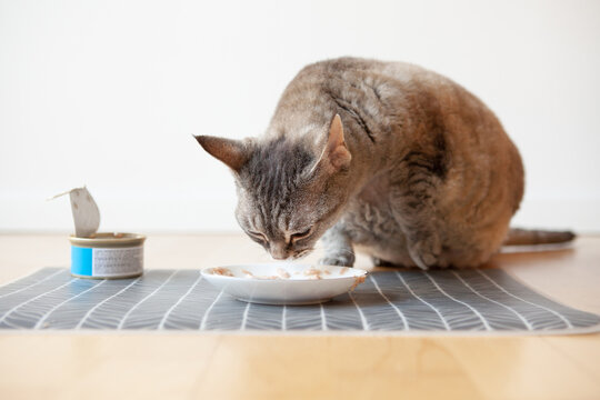 Close up of adult tabby color cat is eating from ceramic plate delicious tuna fish tin.  Home interior, lifestyle photo
