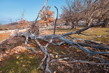 Fototapeta na wymiar dead tree in the field