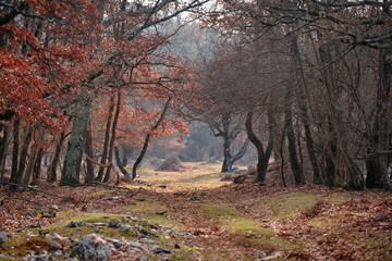 autumn forest in the morning