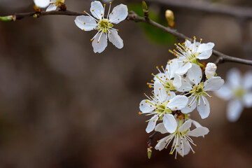 White apple flowers in the forest