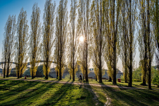 Elbpark Entenwerder &ndash; ein Park an der Elbe in Hamburg mit Elbbr&uuml;cken, Pappeln und langen Schatten 