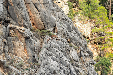 mountain landscape - sheer cliff with two chamois and wooded slope