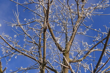 Branches against blue sky. Landscape with trees covered with frost.