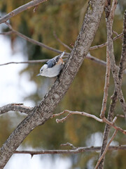 A nuthatch rests briefly on a tree branch.