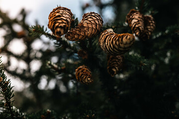 cones on a tree