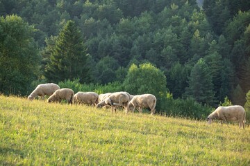 Fototapeta premium Sheep on the meadow eating grass in the herd. Slovakia