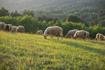 Fototapeta premium Sheep on the meadow eating grass in the herd. Slovakia