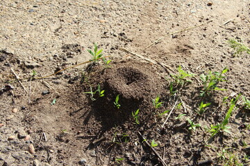 Anthill in the yard on a ground