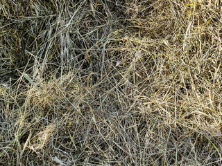 Dried hay the background, texture
