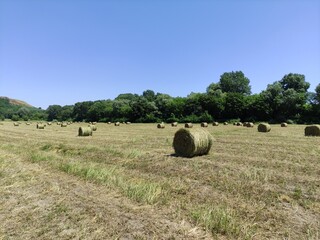 Twisted haystacks on the field
