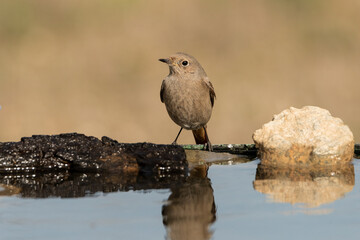 colirrojo tizon hembra posada en una piedra del estanque (phoenicurus ochruros)