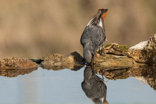 colirrojo tizon macho posado en una piedra del estanque bebiendo y reflejado en el agua  (phoenicurus ochruros)