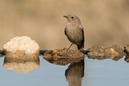 colirrojo tizon hembra posada en unapiedra del estanque del bosque (phoenicurus ochruros)
