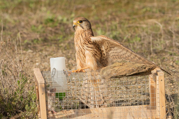 cernicalo atacando la jaula de un raton silbestre (falco tinnunculus)