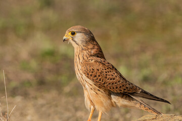 retrato de cernicalo vulgar  (falco tinnunculus)