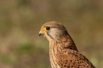 retrato de cernicalo vulgar mirando de perfil (falco tinnunculus)