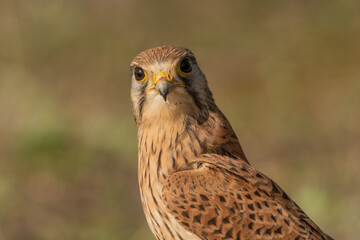 retrato de cernicalo vulgar mirando de frente (falco tinnunculus)