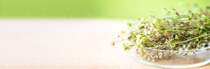 Banner Bunch of shepherds purse, petri dish with cut pieces flowers for preparation of bursa...