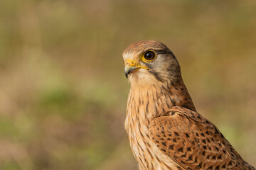 retrato de cernicalo vulgar  (falco tinnunculus)