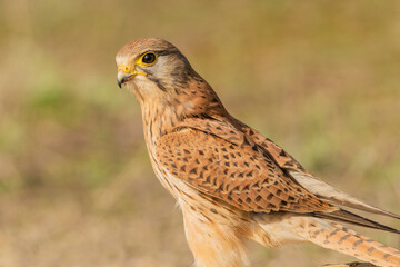 retrato de cernicalo vulgar  (falco tinnunculus)