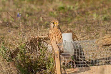 cernicalo atacando la jaula de un raton silbestre (falco tinnunculus)