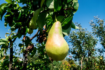 a green pear ripens on a branch in a summer garden,
 harvest