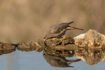 colirrojo tizon hembra posada en el borde del estanque y reflejeda en el agua (phoenicurus ochruros)