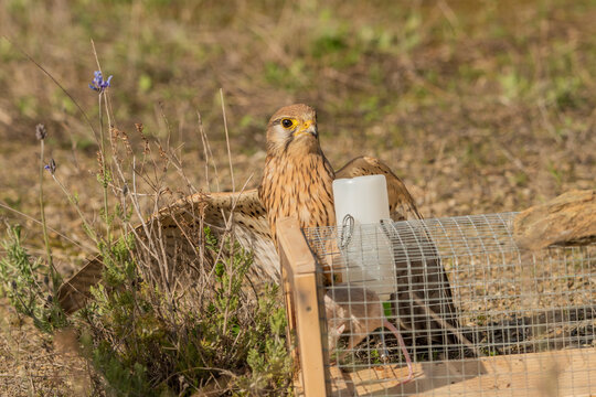 cernicalo atacando la jaula de un raton silbestre (falco tinnunculus)