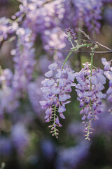 wisteria