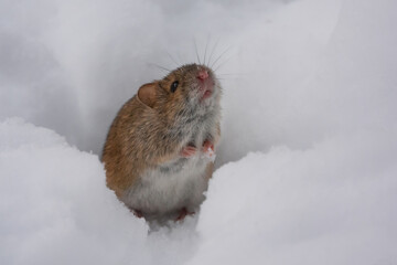 Cute little mouse in the snow in winter. Close up. Wild mouse. Harvest mouse.