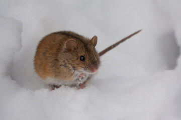 Cute little mouse in the snow in winter. Close up. Wild mouse. Harvest mouse.