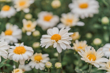 daisies in a field