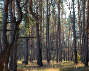Trunks of pine trees in the autumn forest in the morning.