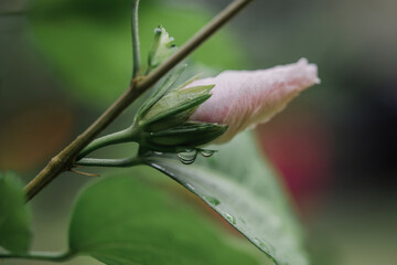 hibiscus