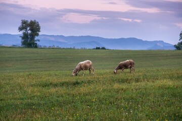 Fototapeta na wymiar Sheep on the meadow eating grass in the herd. Slovakia