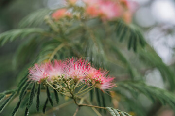 mimosa tree